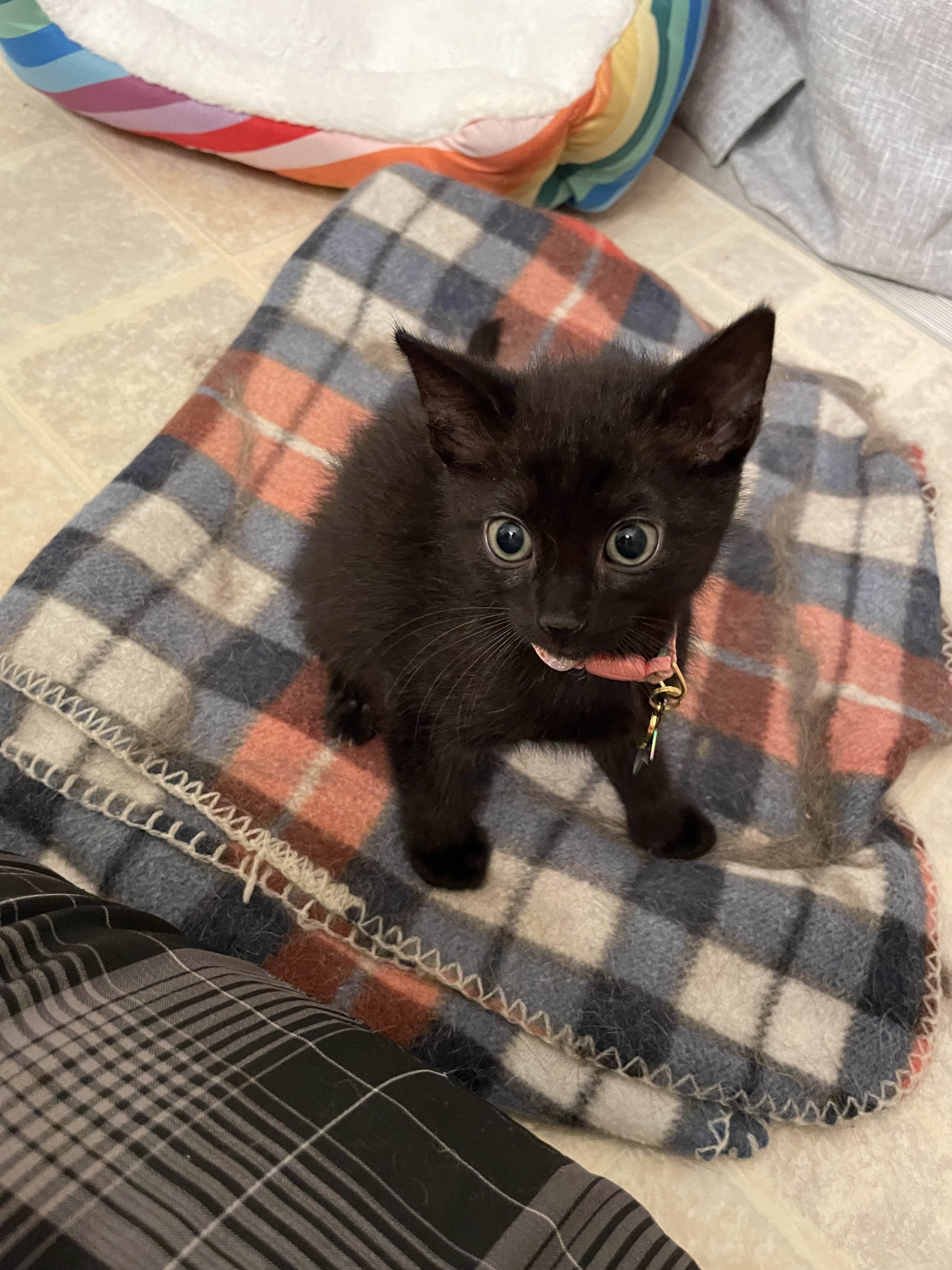 a black kitten staring off to the side with big eyes