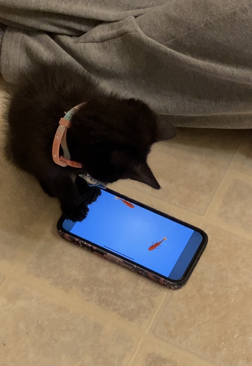 a black kitten staring at a phone displaying an animation of fish swimming around