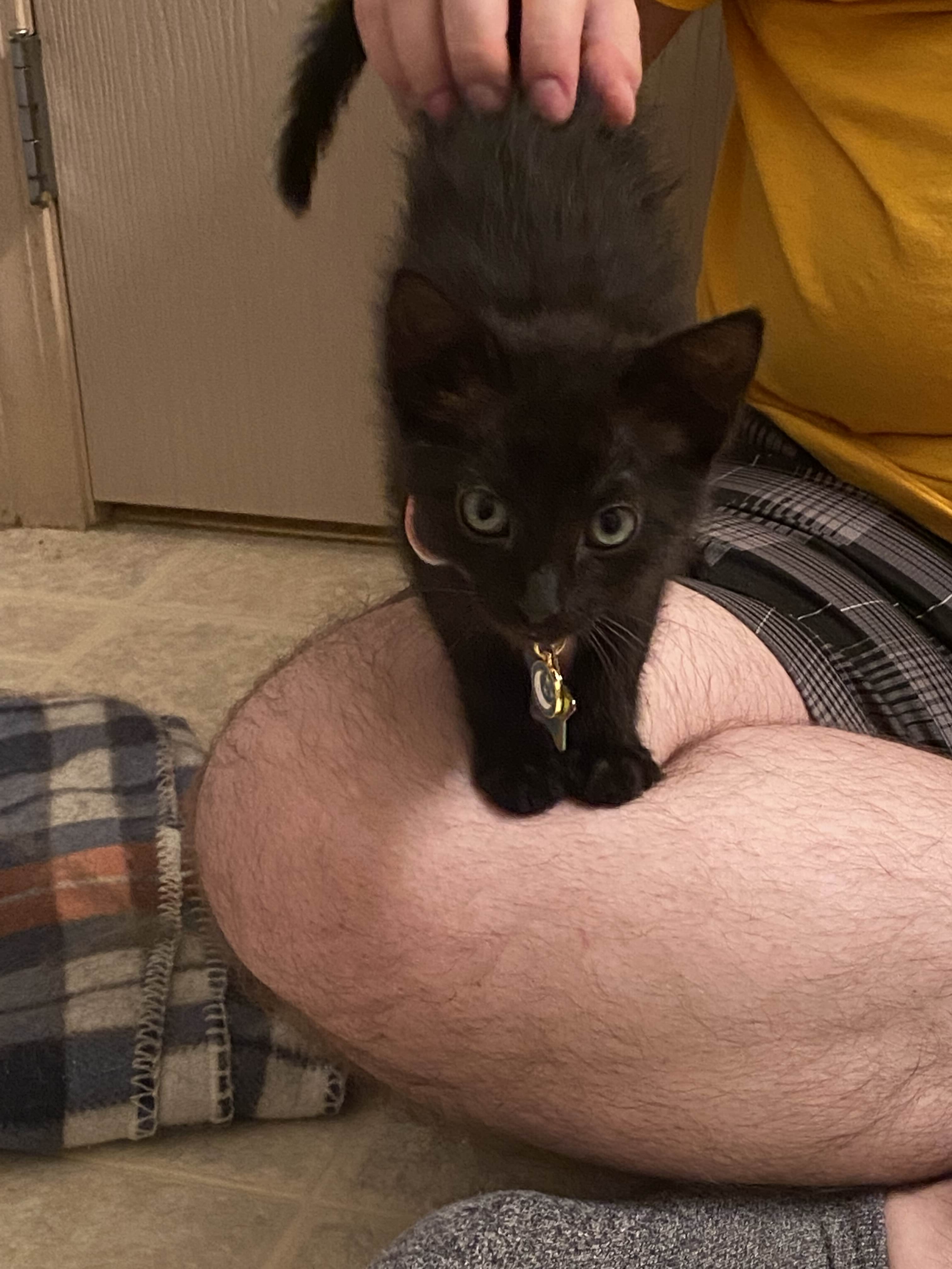 a black kitten standing on a person's leg